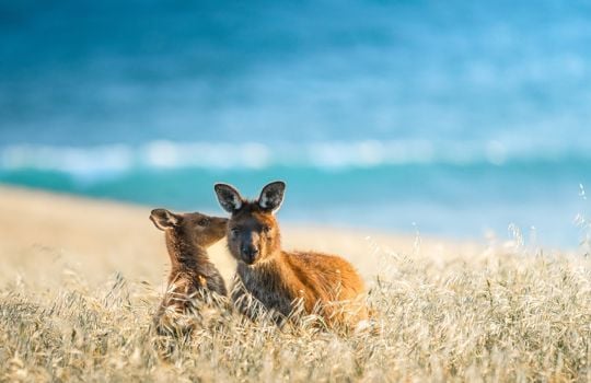 Remarkable Adelaide to Kangaroo Island 