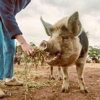 a hand leans in with a bunch of hay to feed a large pig
