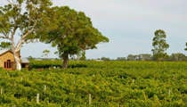 Coonawarra