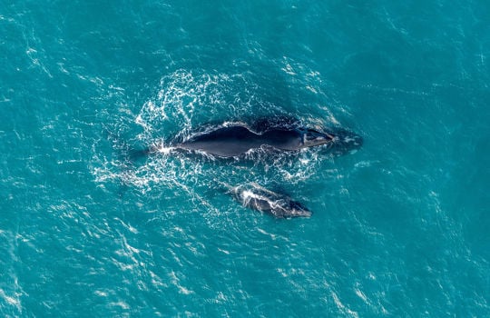 Book 2026 Eyre Peninsula Outback Spirit tour & fly free*