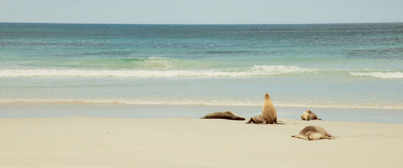 Seal Bay