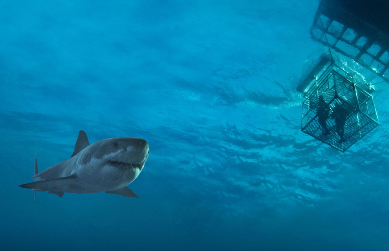 Shark cage diving