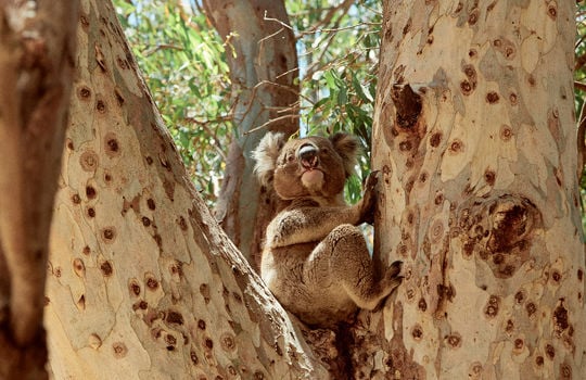 Kangaroo Island Discovery Hosted Small Group Tour
