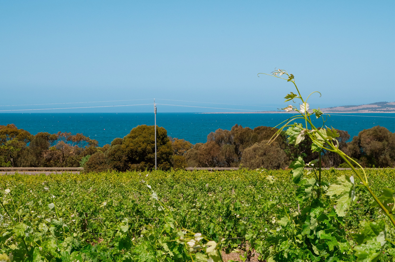 Boston Bay Wines