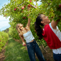 two women reach up to pick apples out of an apple tree