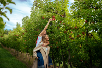Lenswood Pick Your Own Adelaide Hills 2080X1347