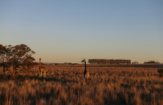 Monarto Safari Resort, Murray River, Lakes and Coorong
